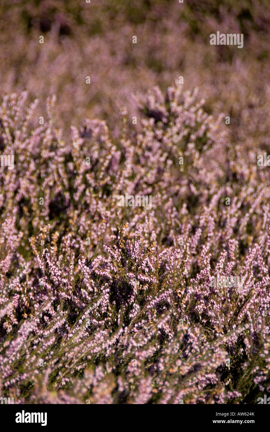 purple lilac coloured heather in wales Stock Photo