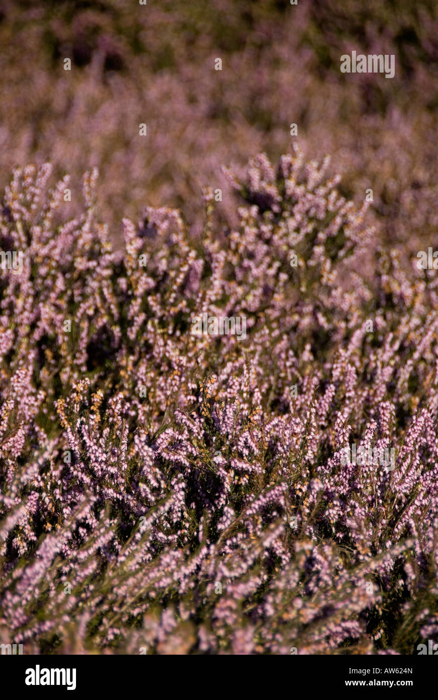 purple lilac coloured heather in wales Stock Photo