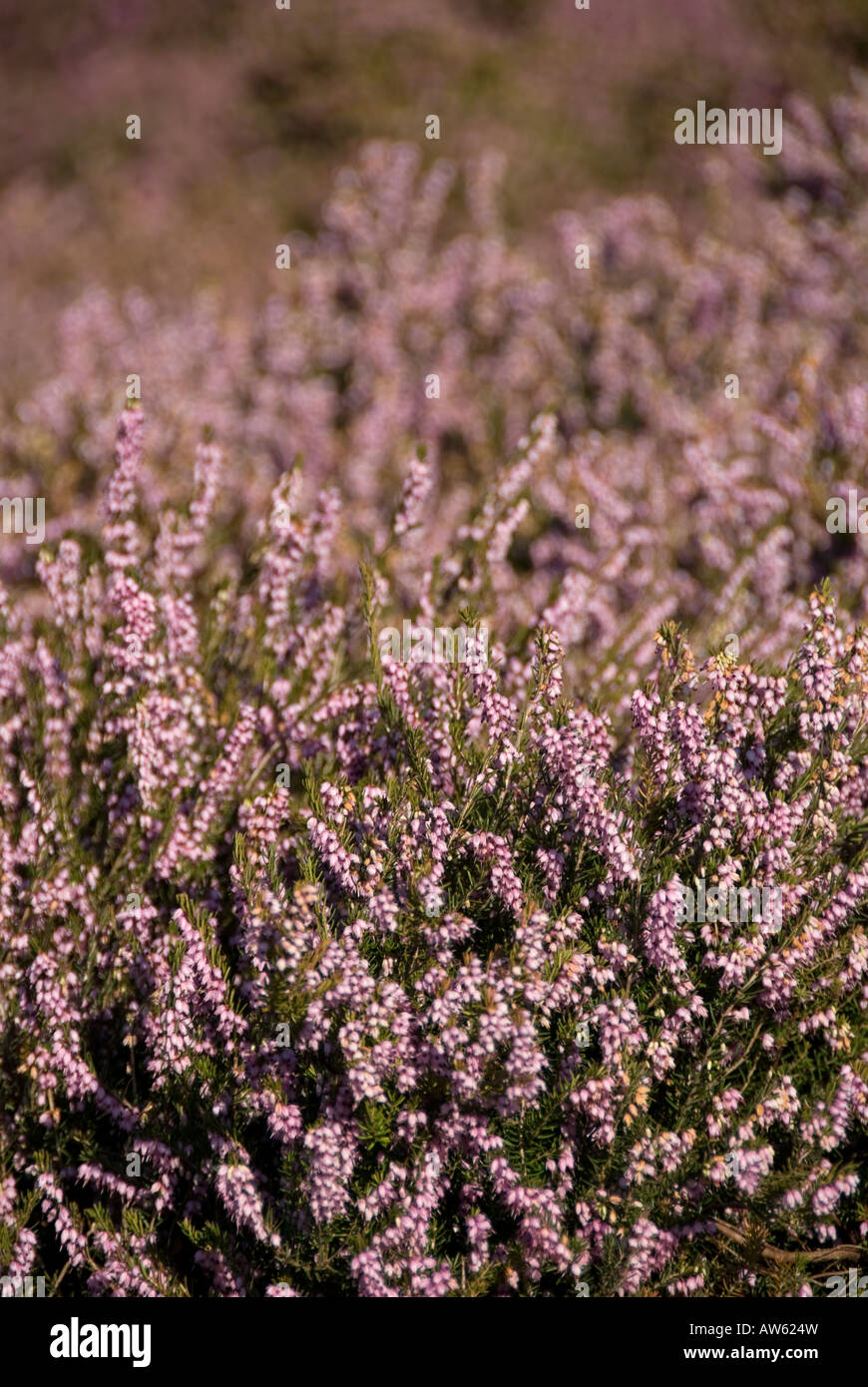 purple lilac coloured heather in wales Stock Photo