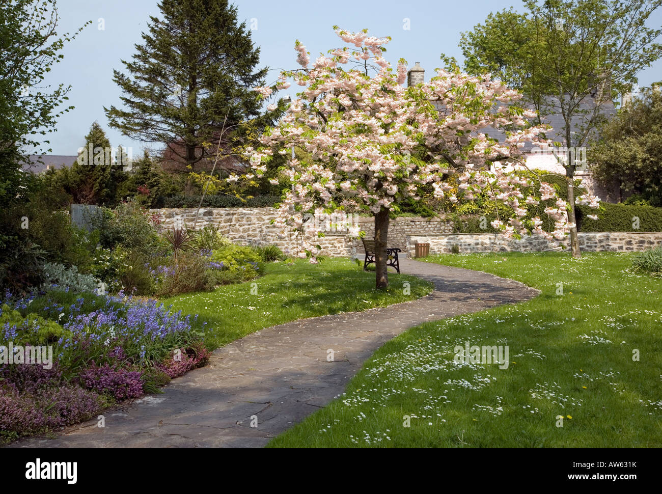 Cherry Tree For The Small Garden Stock Photos Cherry Tree For