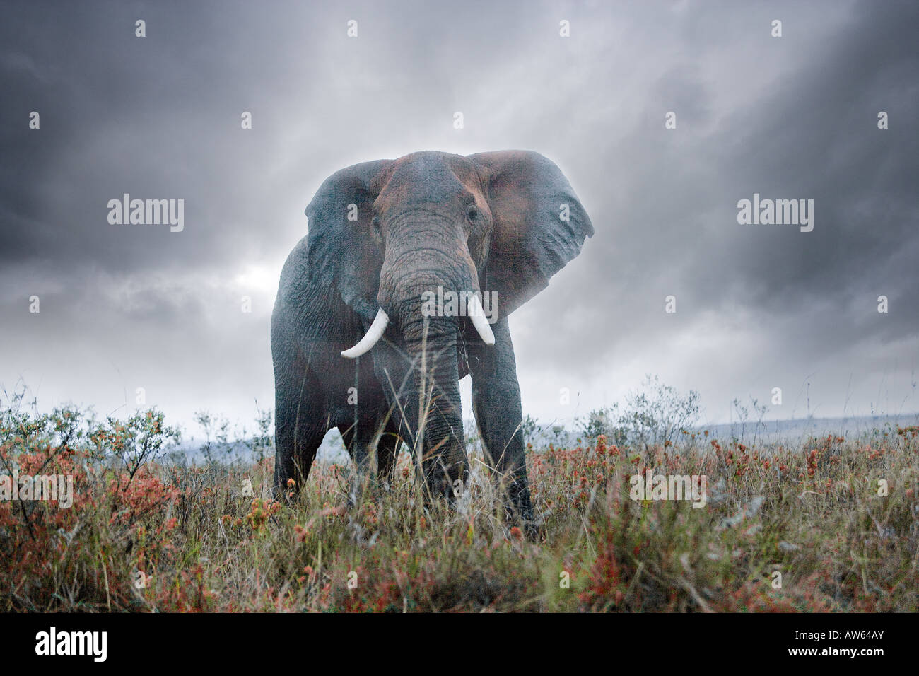 Bull elephant, Maasai Mara Game Reserve, Kenya Stock Photo