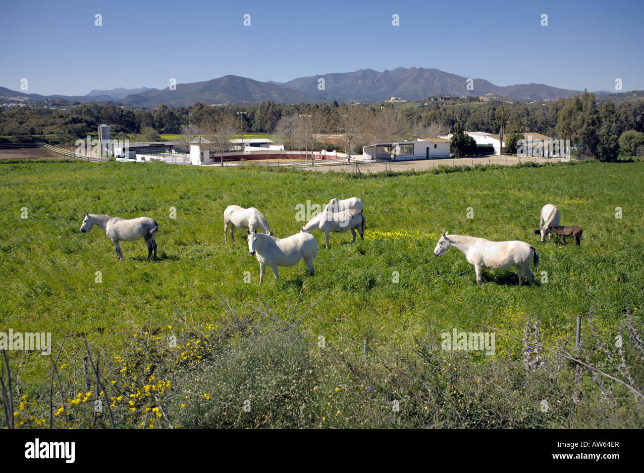 Field of horses Andalucia, Spain Stock Photo