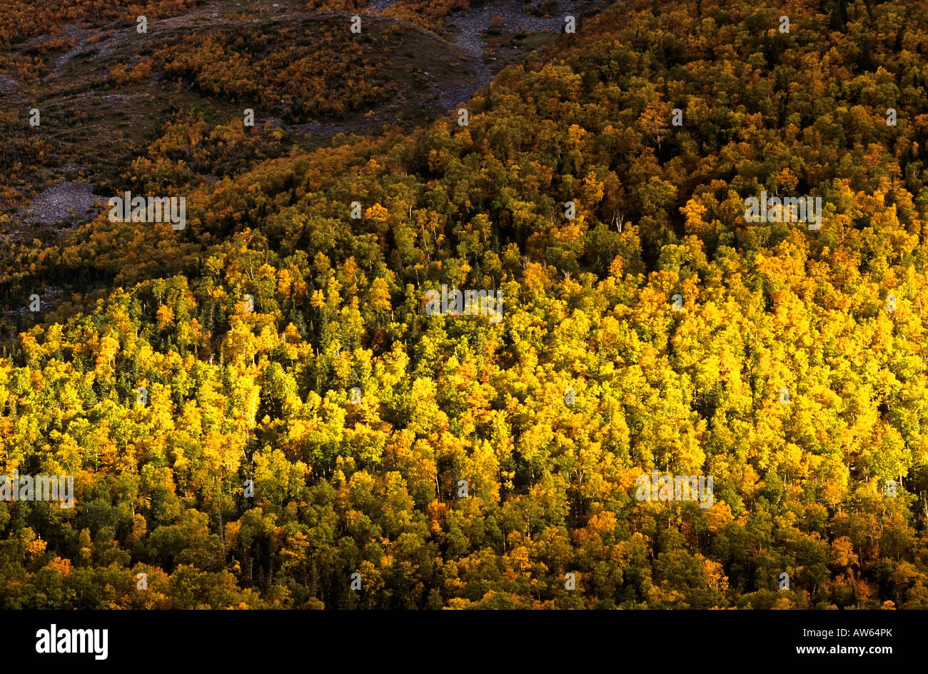 Forest in Fall, Gros Morne National Park, Newfoundland, Canada Stock Photo