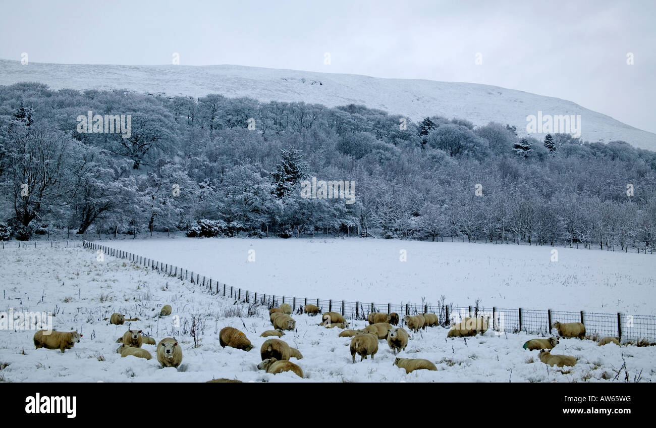 sheep in snow covered field Midlothian Scotland, UK, Europe Stock Photo