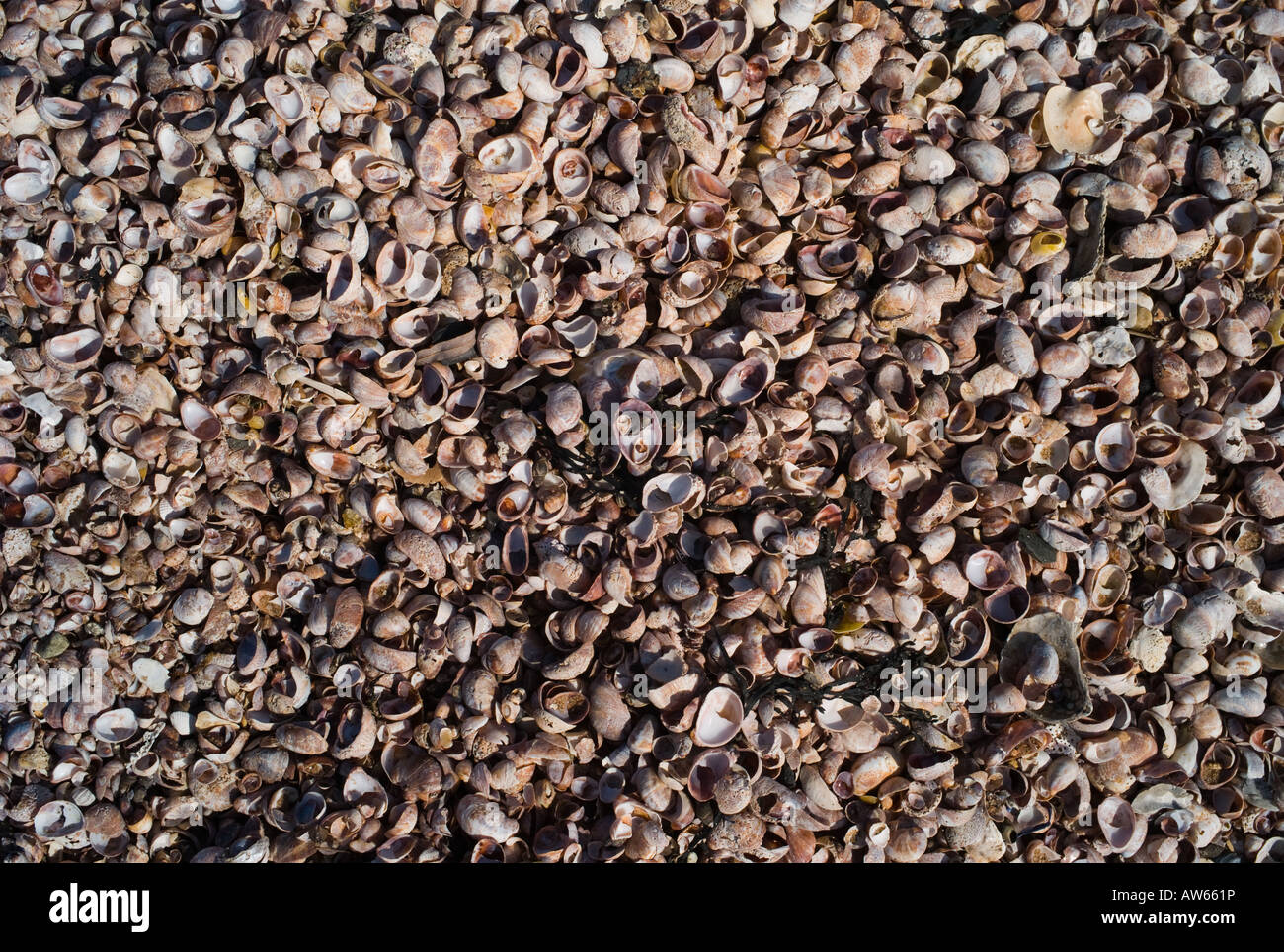 Small Sea Snail shells along the beach form a pattern in Guilford Connecticut USA Stock Photo
