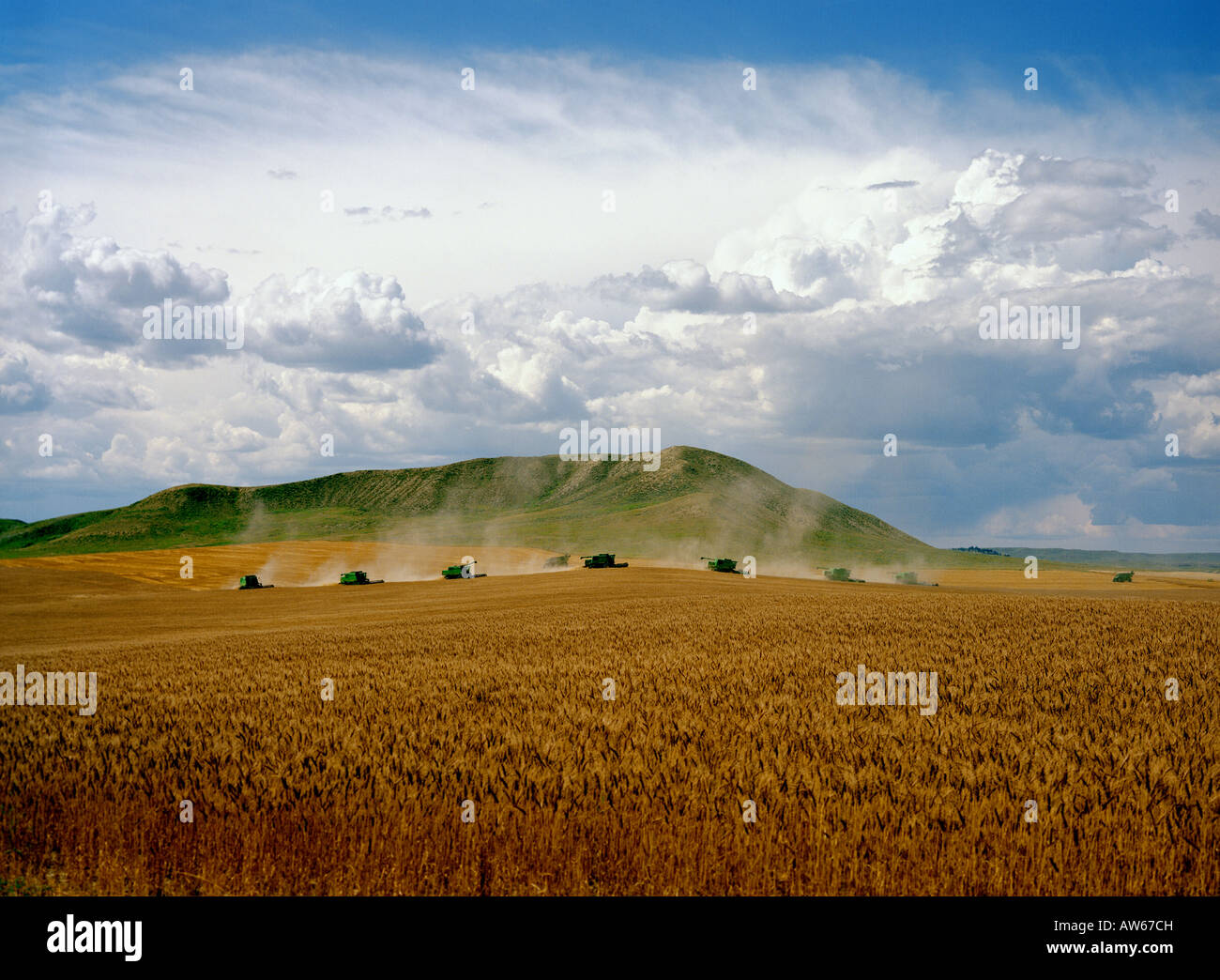 Custom cutters harvest Eastern Montana wheat Stock Photo Alamy