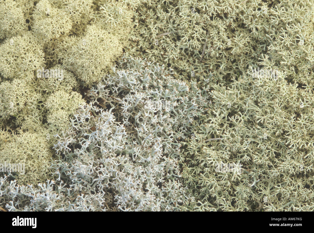 Lichens Stock Photo