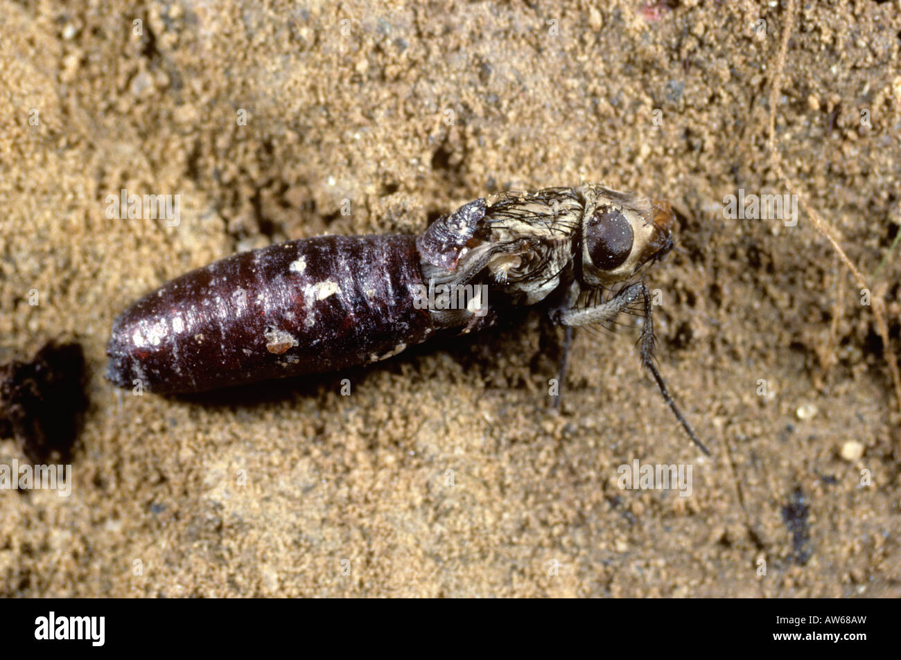 Cabbage root fly Delia radicum adult fly emerging from its pupa Stock