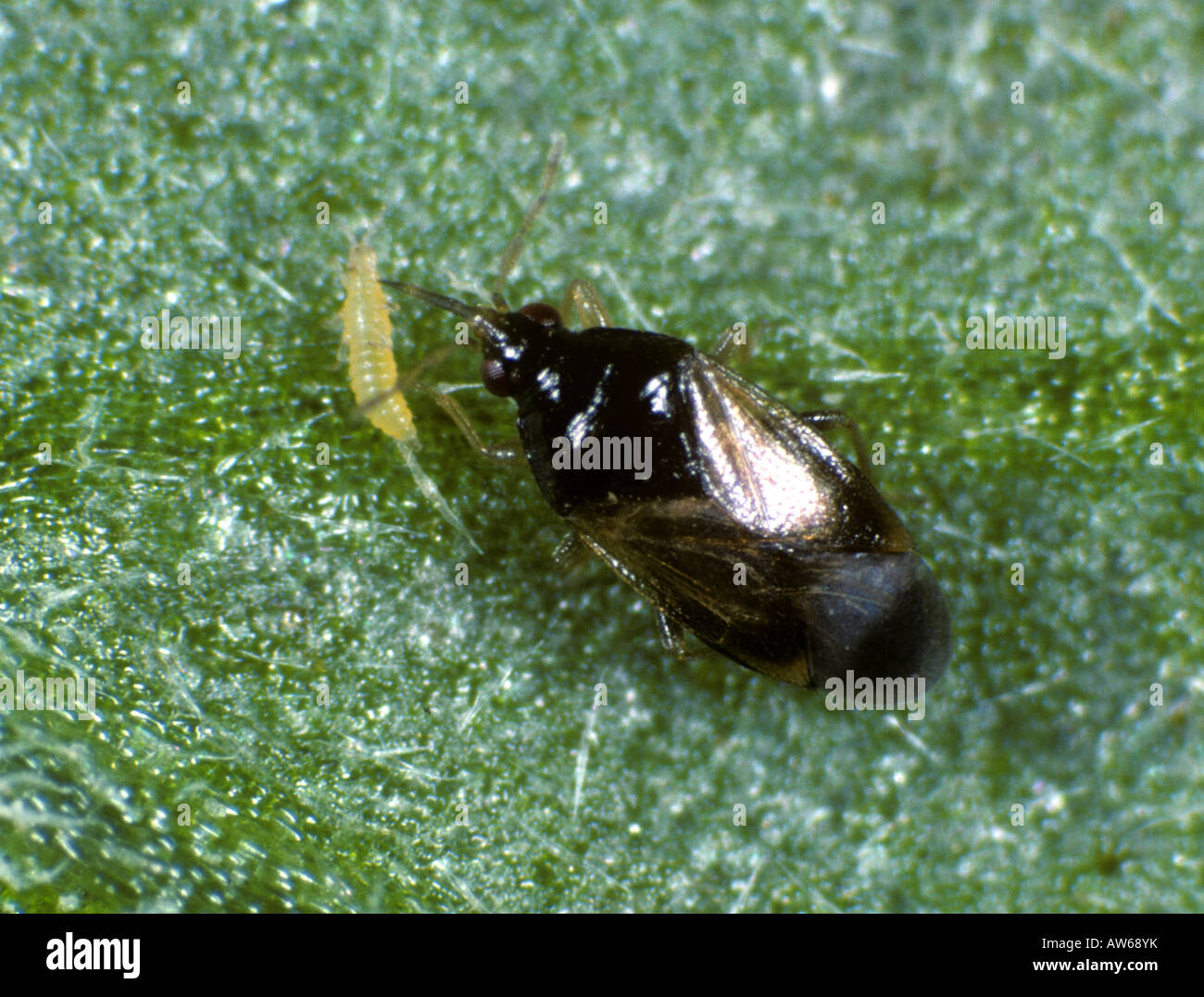 A flower bug Orius laevigatus feeding on a western flower thrip