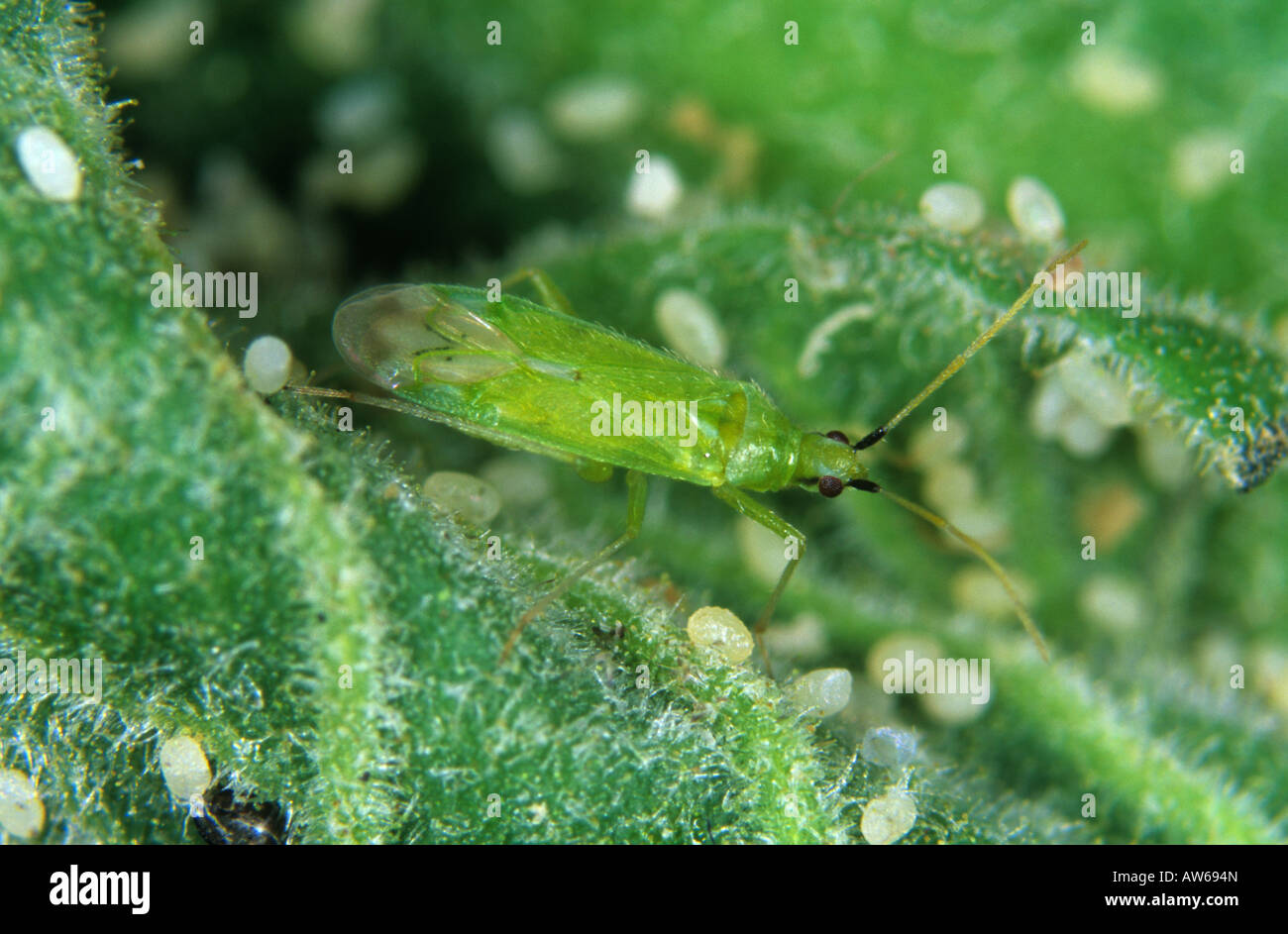 Predatory mirid bug Macrolophus pygmaeus adult a commercial predator of whitefly Stock Photo