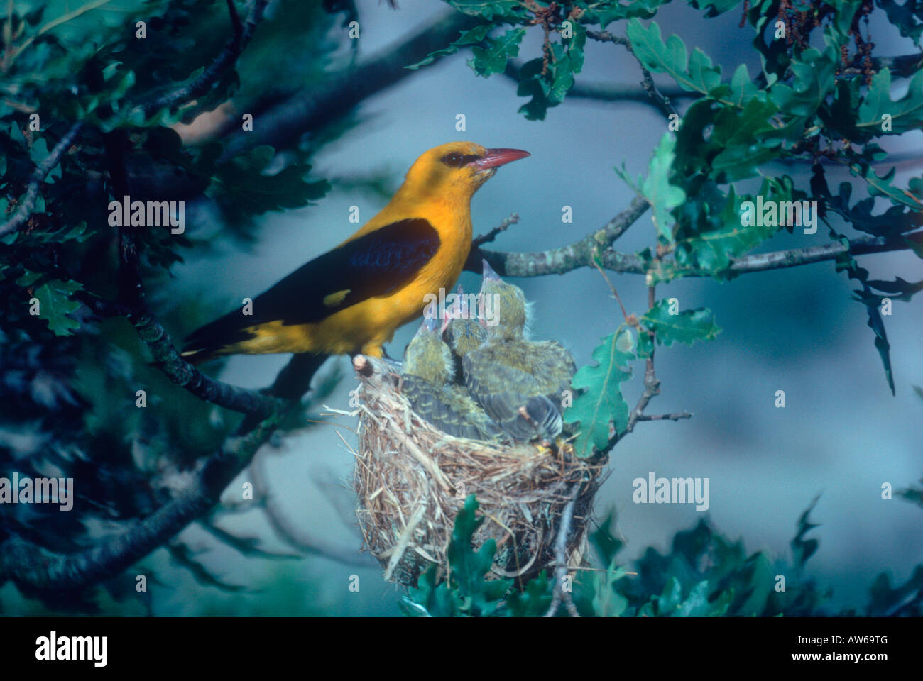 Golden Oriole, Oriolus oriolus. Male at nest with chicks Stock Photo