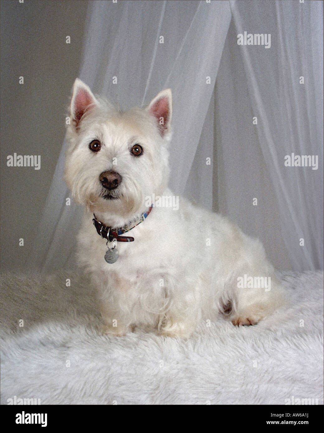 West Highland White Terrier dog in white studio setting, facing, ears