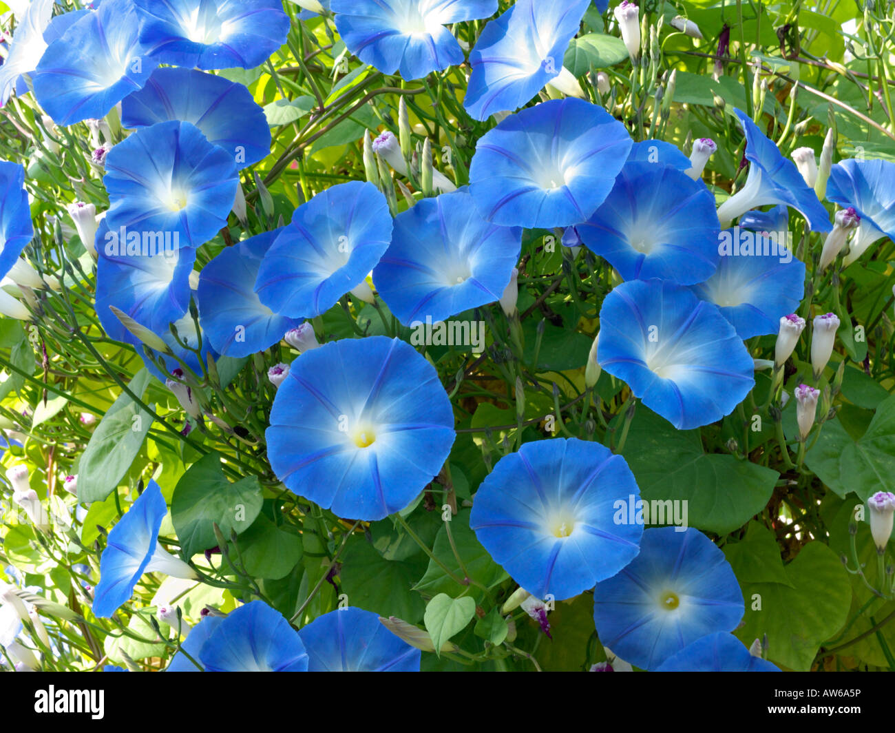 Mexican morning glory (Ipomoea tricolor) Stock Photo