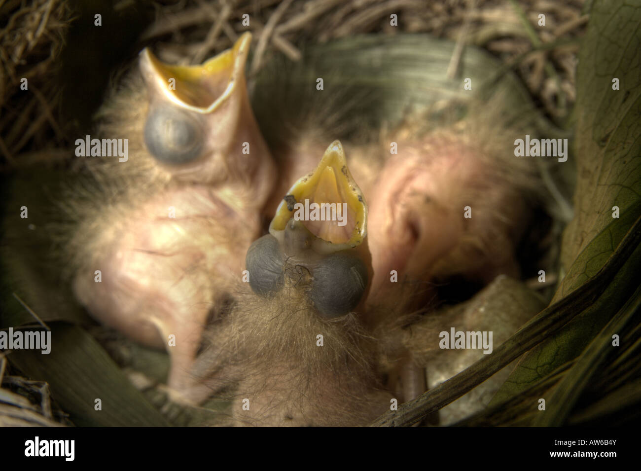Fieldfare thrush in nest hi-res stock photography and images - Alamy
