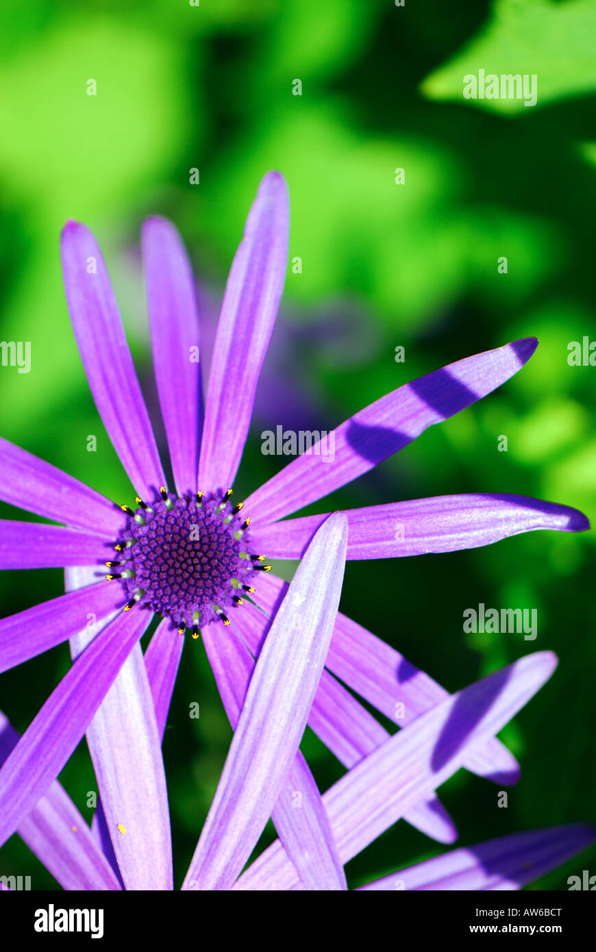 Blue/purple daisy-like flower, from the Aster family, called Brachyglottis Hectoris Stock Photo