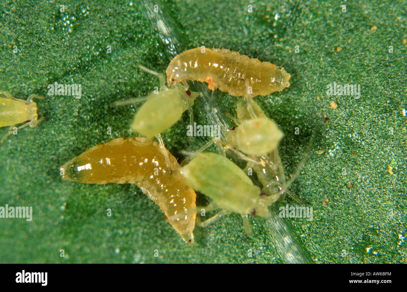 Predatory midge Aphidoletes aphidimyza aphid predator with greenfly prey Stock Photo