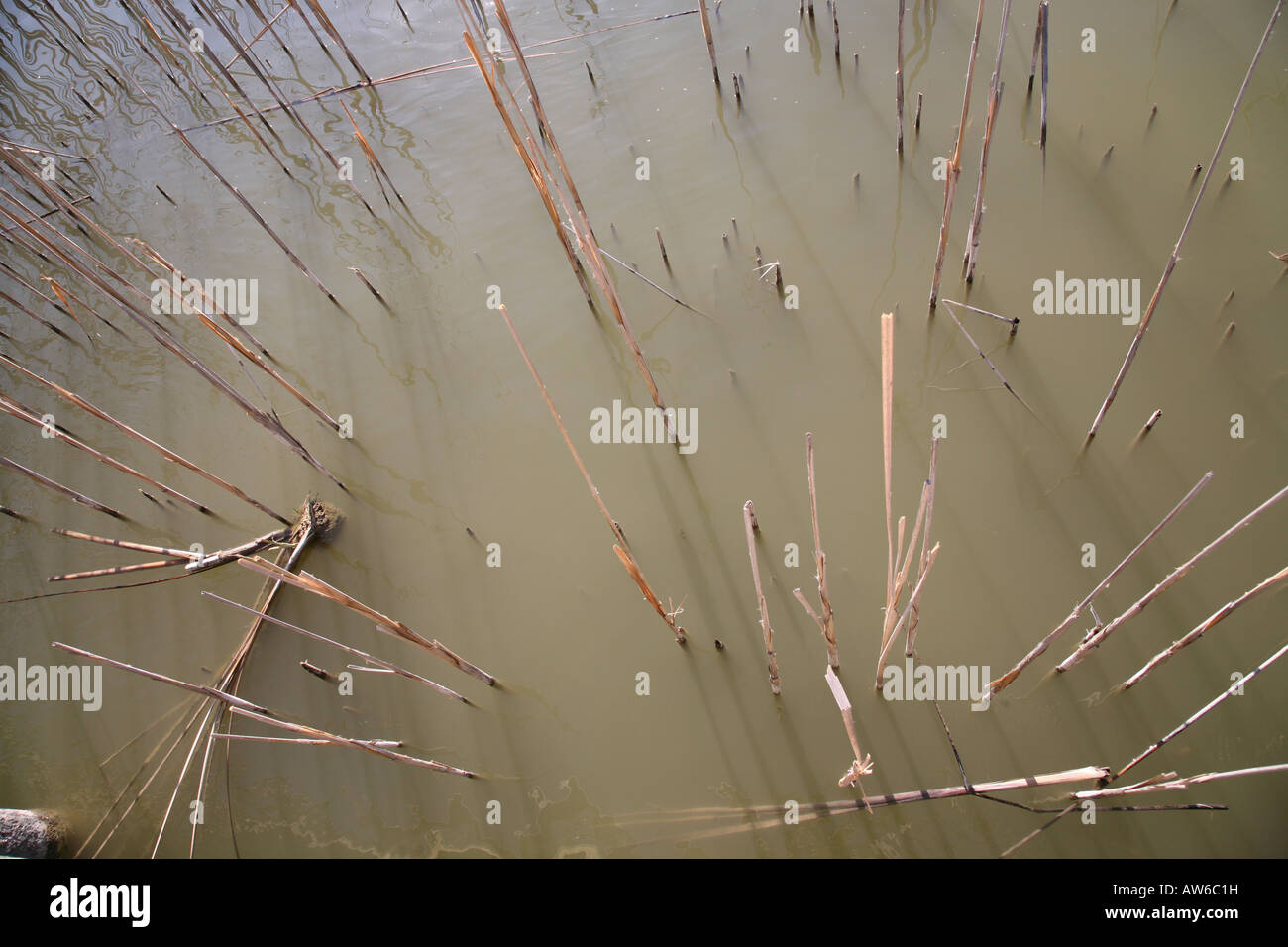 Plant stalks in a lake during winter at the Bosque Del Apache National Wildlife Refuge in Soccorro, NM USA Stock Photo