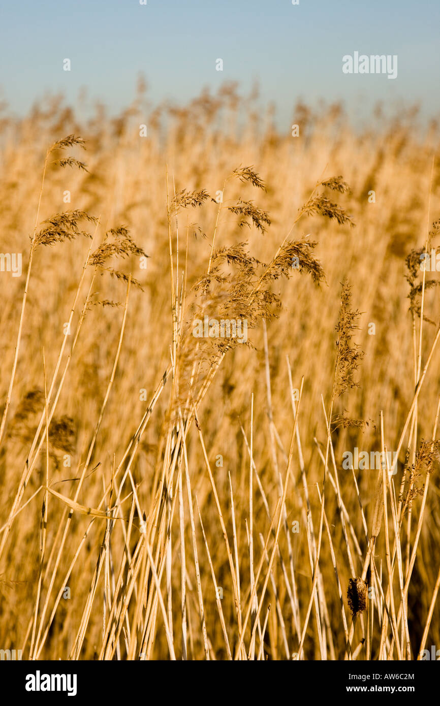 Reeds against a blue sky Stock Photo