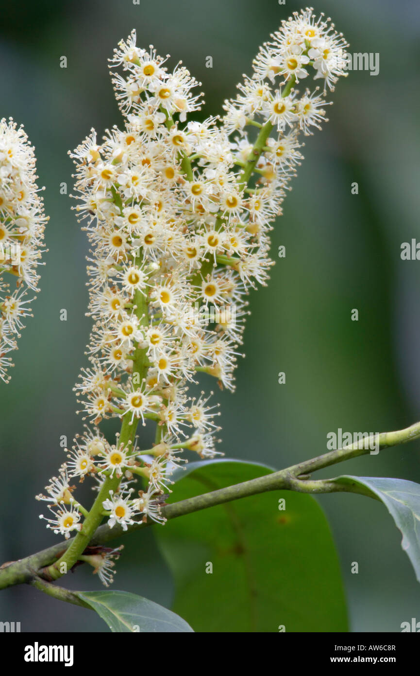 Bay Laurel flowers Laurus nobilis Stock Photo Alamy