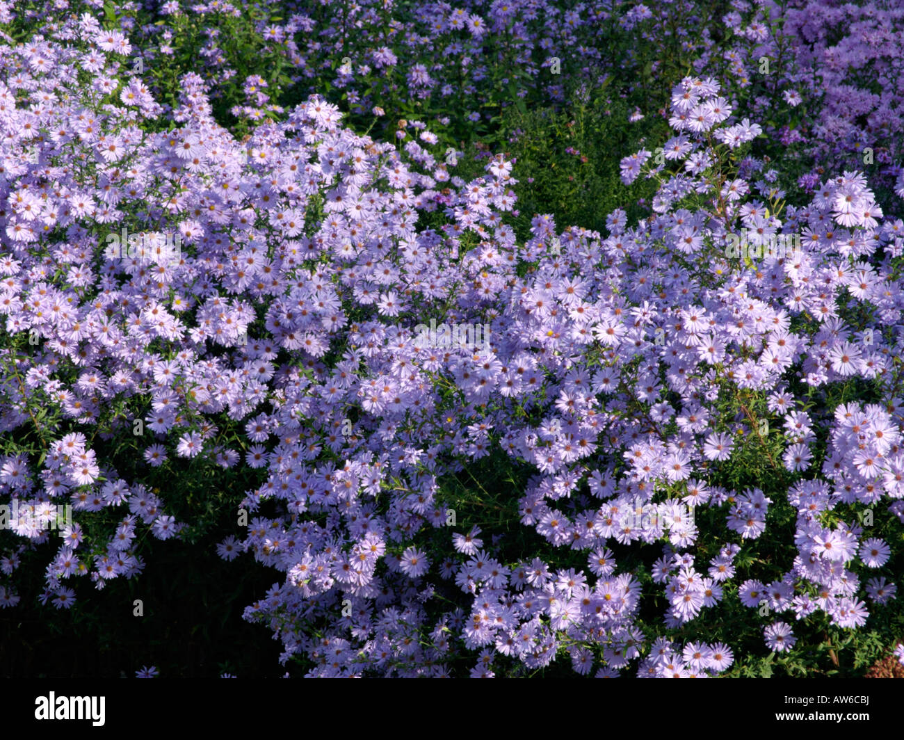 Michaelmas daisy (Aster novi-belgii 'Brigitte') Stock Photo