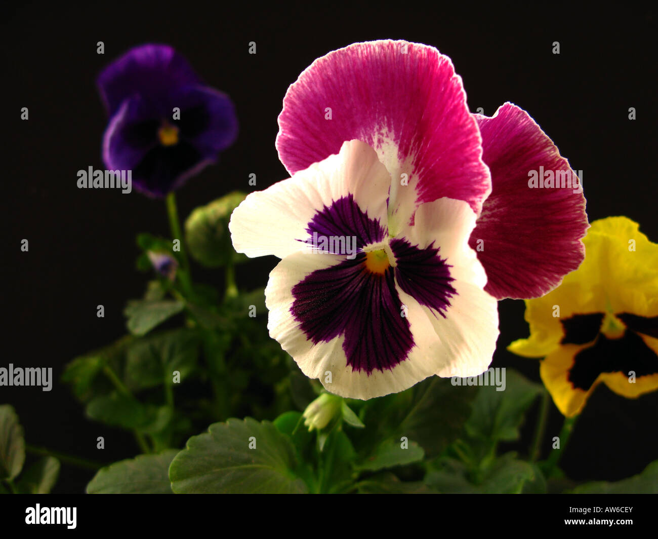 Viola tricolor, Heartsease closeup Stock Photo