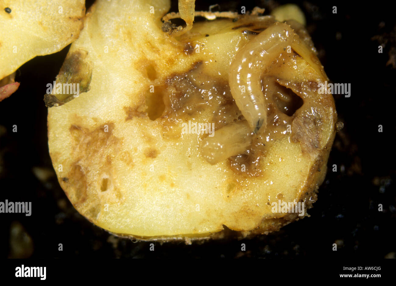 Bean seed fly Delia platura larvae and damage to pea seed Stock Photo