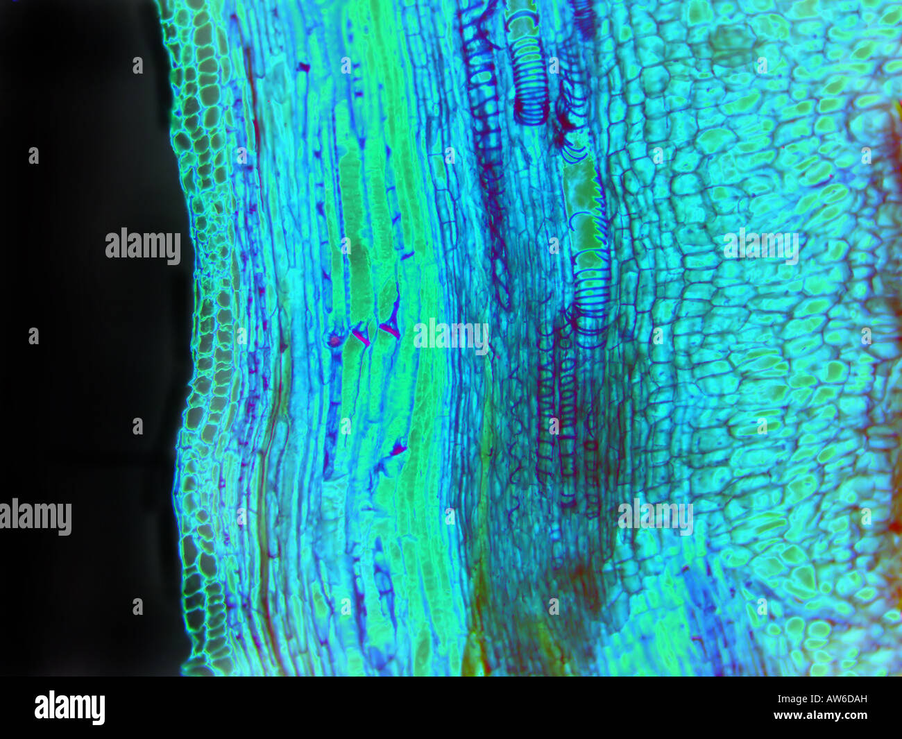 Sieve plates microscope hires stock photography and images Alamy