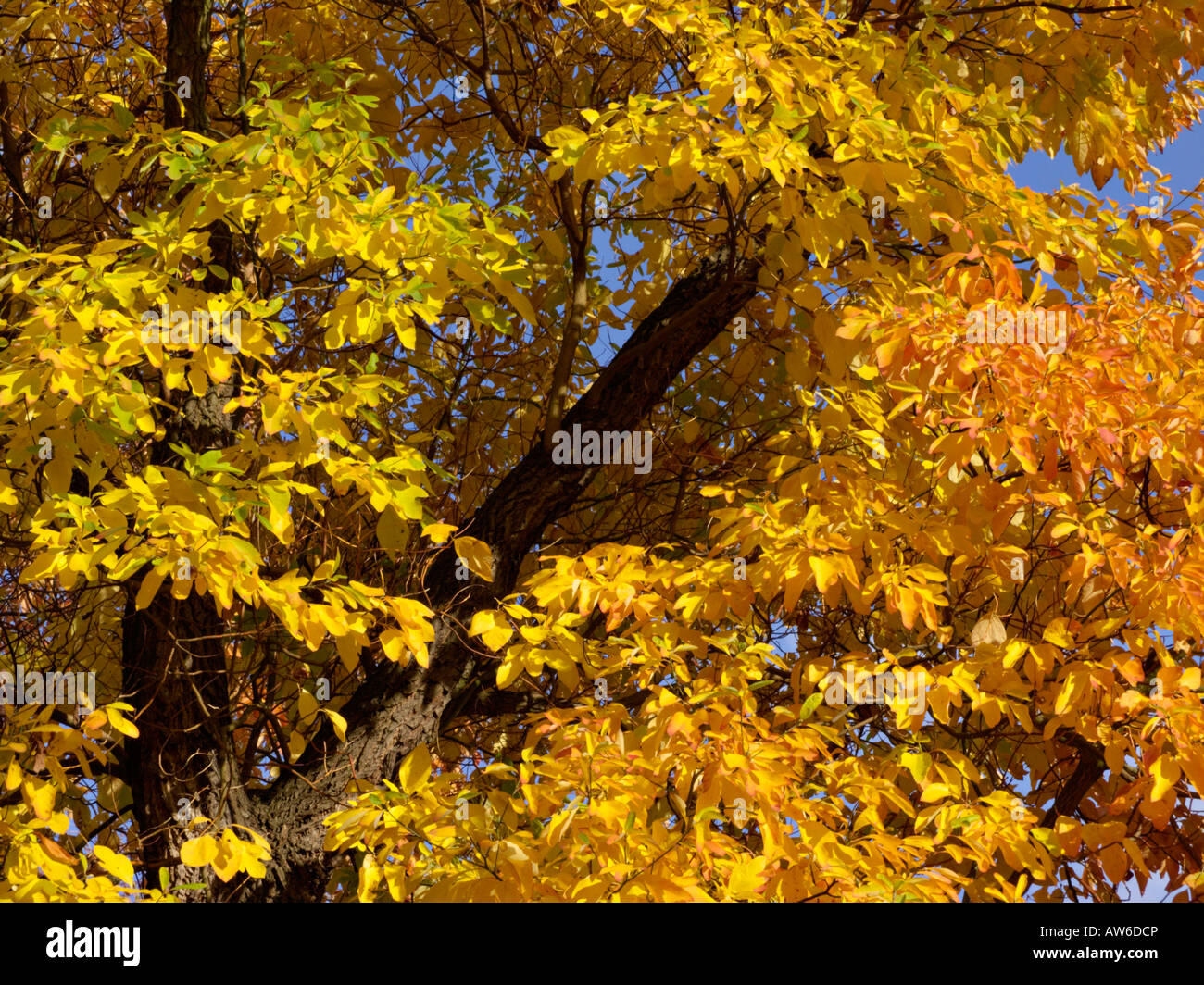 Sassafras trees hi-res stock photography and images - Alamy