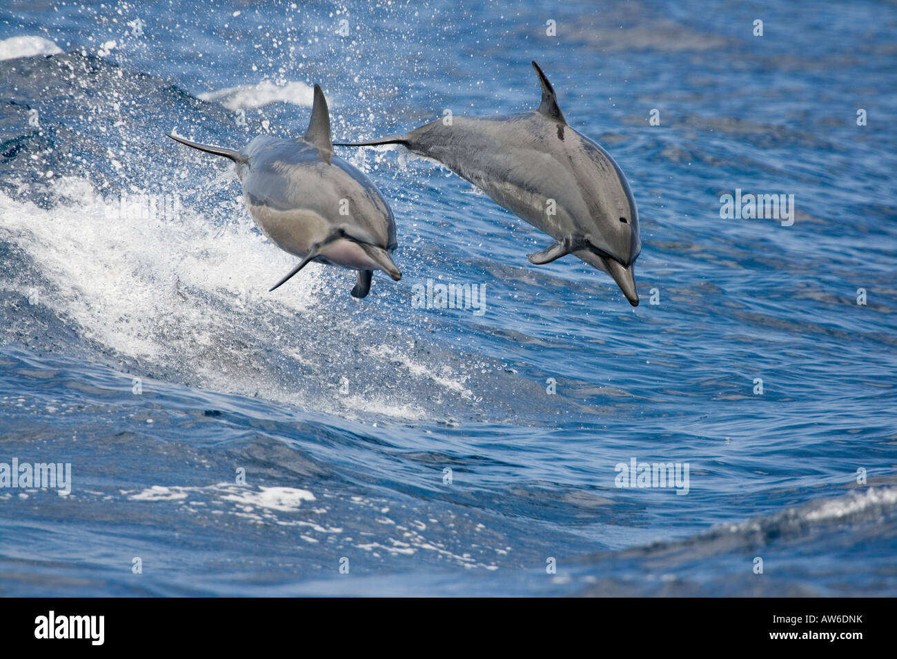 Spinner dolphin, Stenella longirostris, leap into the Pacific air at the same time, Hawaii. Stock Photo