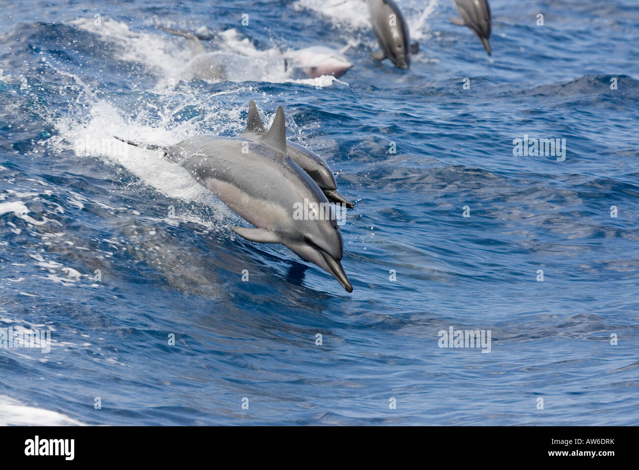 Spinner dolphin, Stenella longirostris, leap into the Pacific air at the same time, Hawaii. Stock Photo