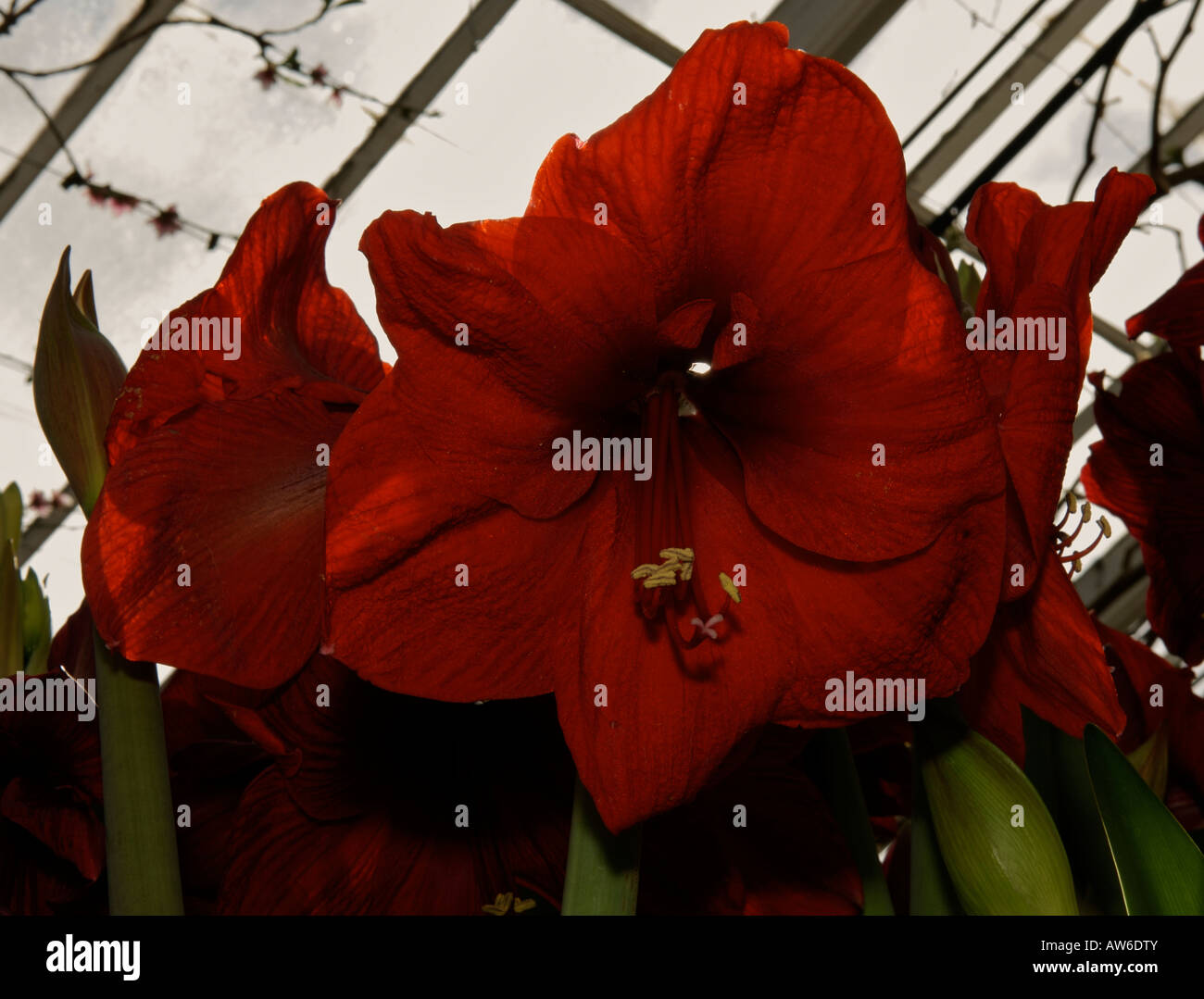 Red amaryllis Liberty Stock Photo