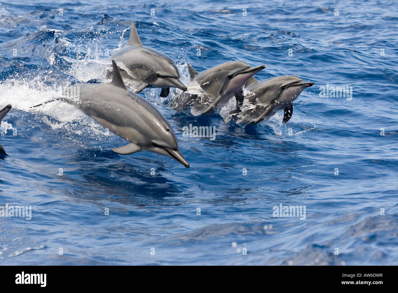 Four spinner dolphin, Stenella longirostris, leap into the air at the same time, Hawaii. Stock Photo