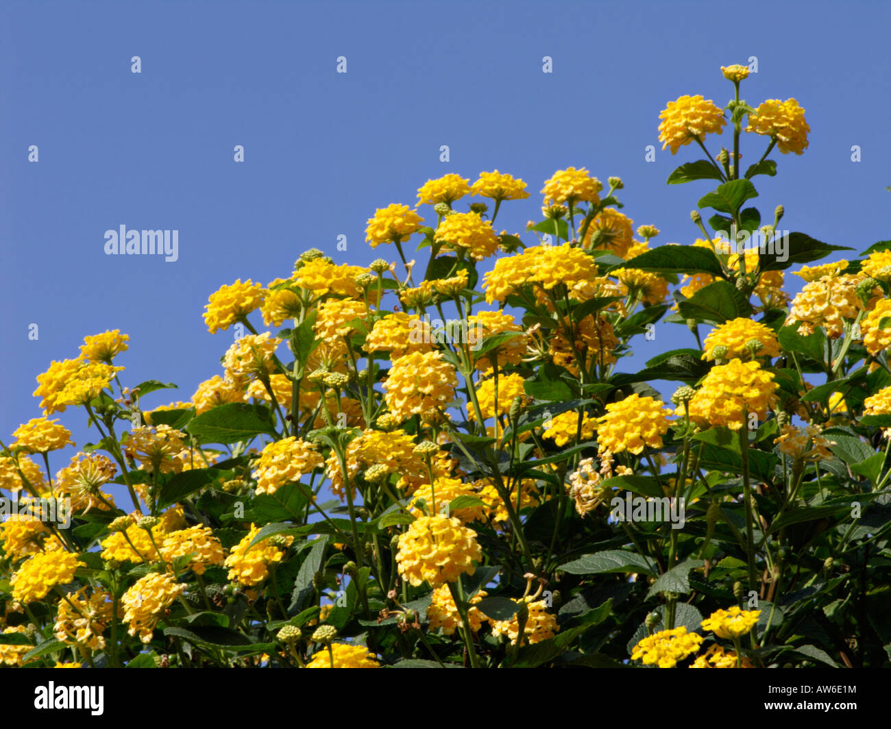 West Indian lantana (Lantana camara 'Yellow King') Stock Photo