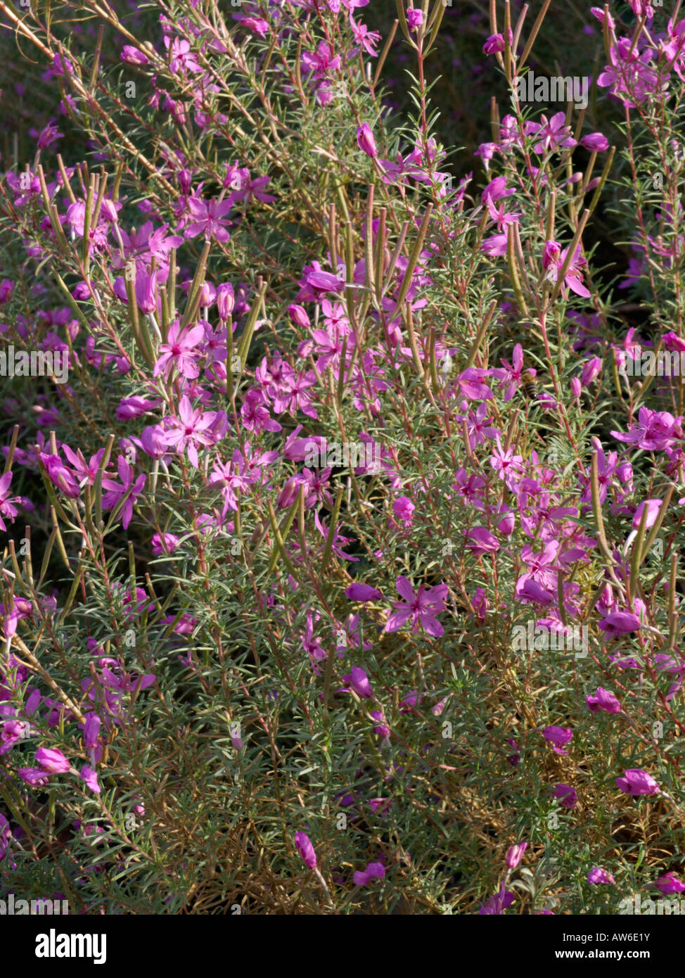 Alpine willow herb (Epilobium dodonaei) Stock Photo