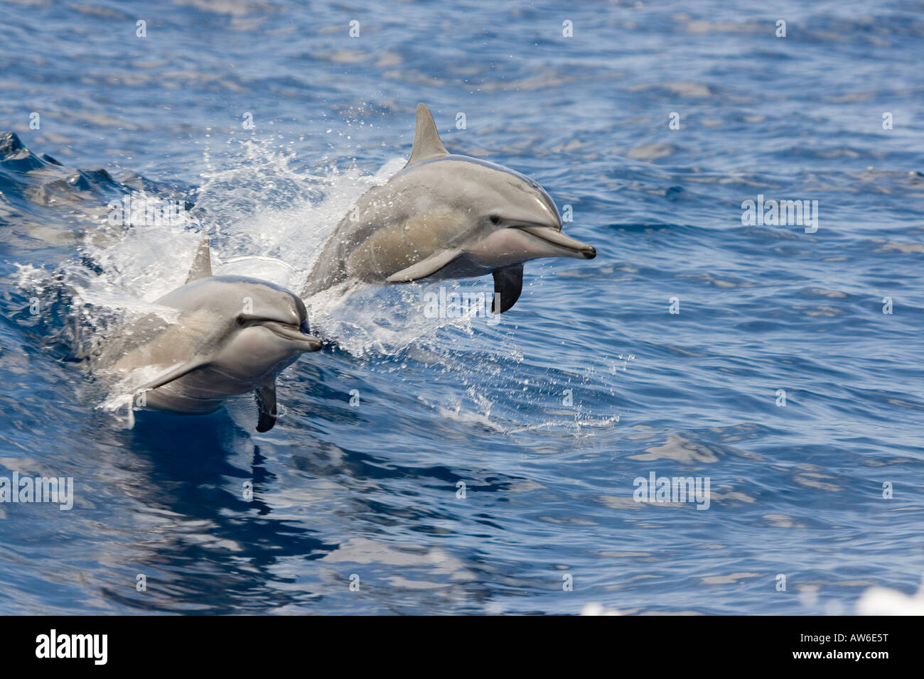 Two spinner dolphin, Stenella longirostris, leap into the air at the same time, Hawaii. Stock Photo