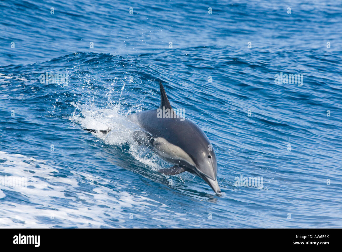 This common dolphin, Delphinus delphis, was one in a school of over 1000 in the Pacific off Mexico. Stock Photo