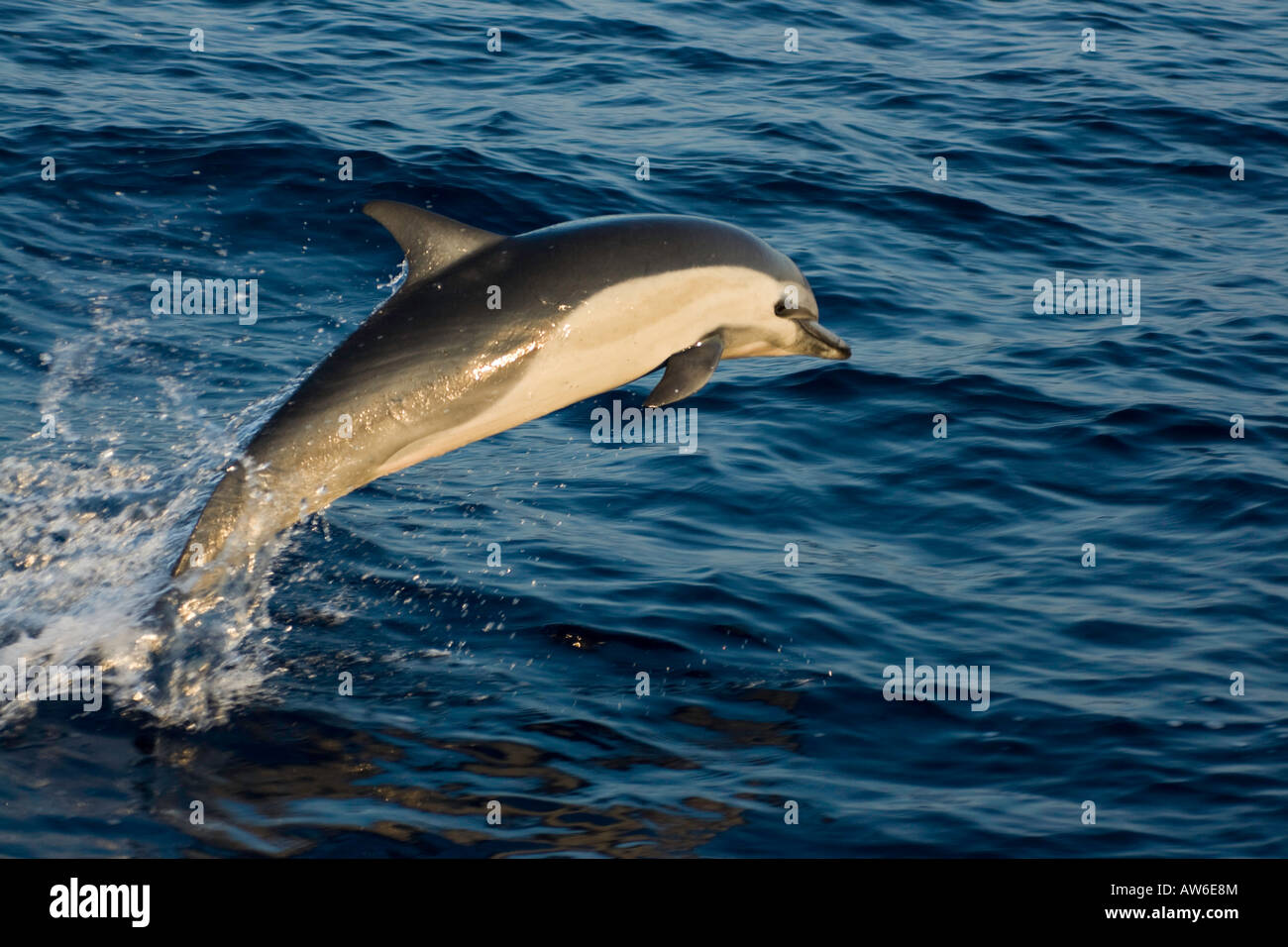This common dolphin, Delphinus delphis, was one in a school of over 1000 in the Pacific off Mexico. Stock Photo