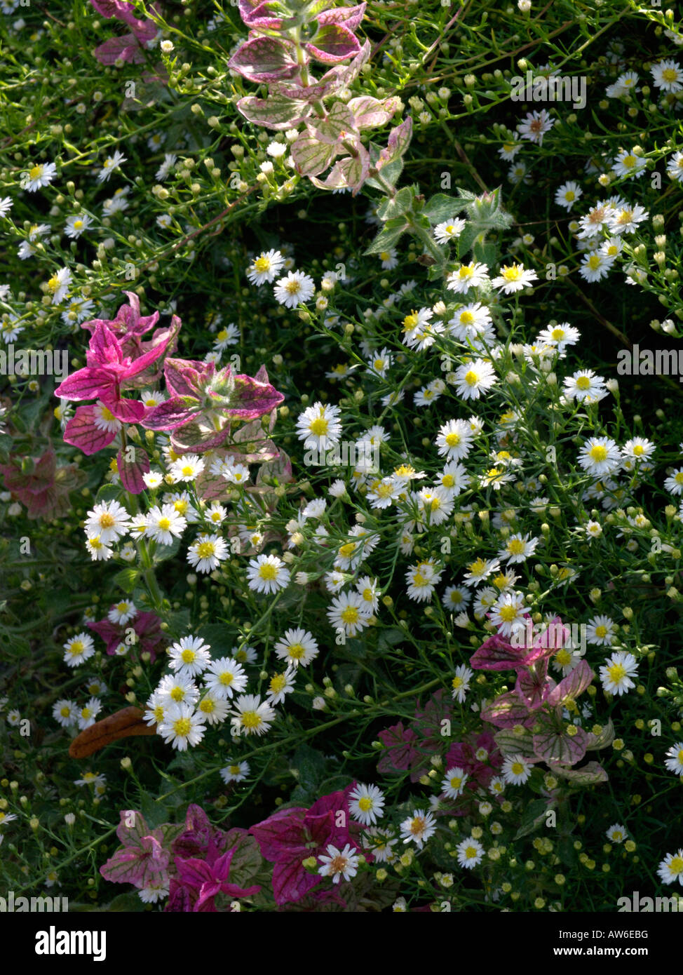 Aspen fleabane (Erigeron speciosus 'Sommerneuschnee') Stock Photo