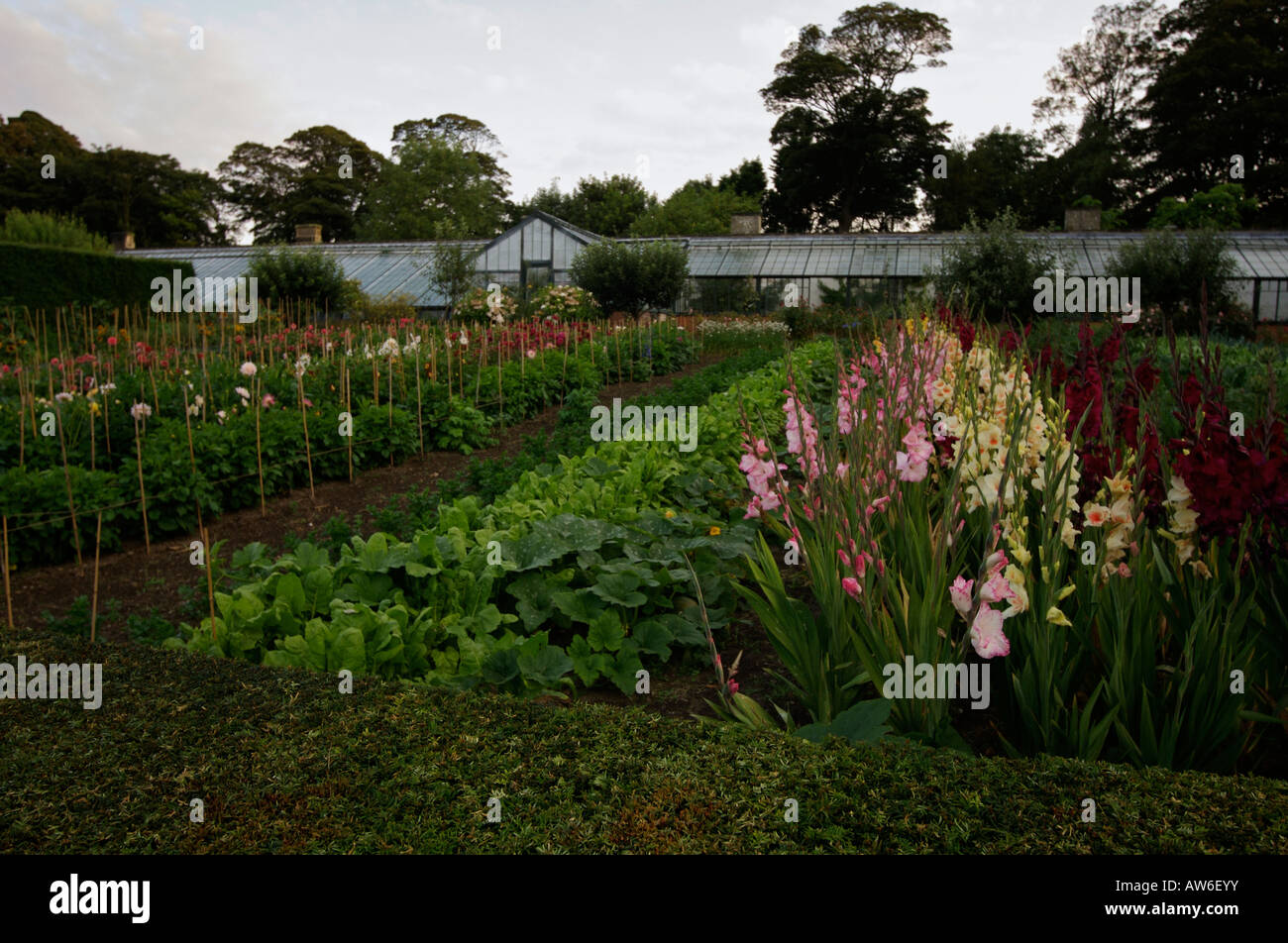 Gladioli spinach and dahlias Stock Photo