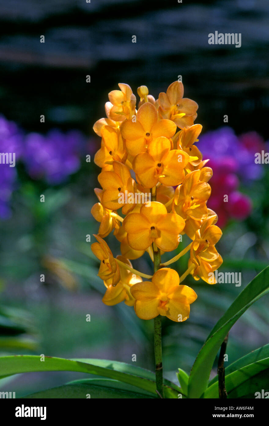 orchid, orchids, orchid flower, orchid flowers, orchid farm, Chiang Mai, Chiang Mai Province