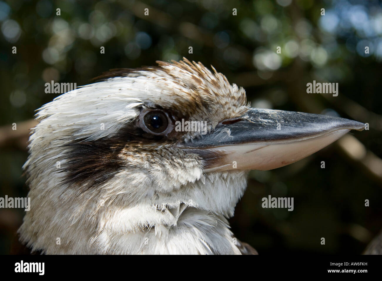 Kookaburra is the common name for a squat long tailed Australian kingfisher, Dacelo navaguinae, Australia. Stock Photo