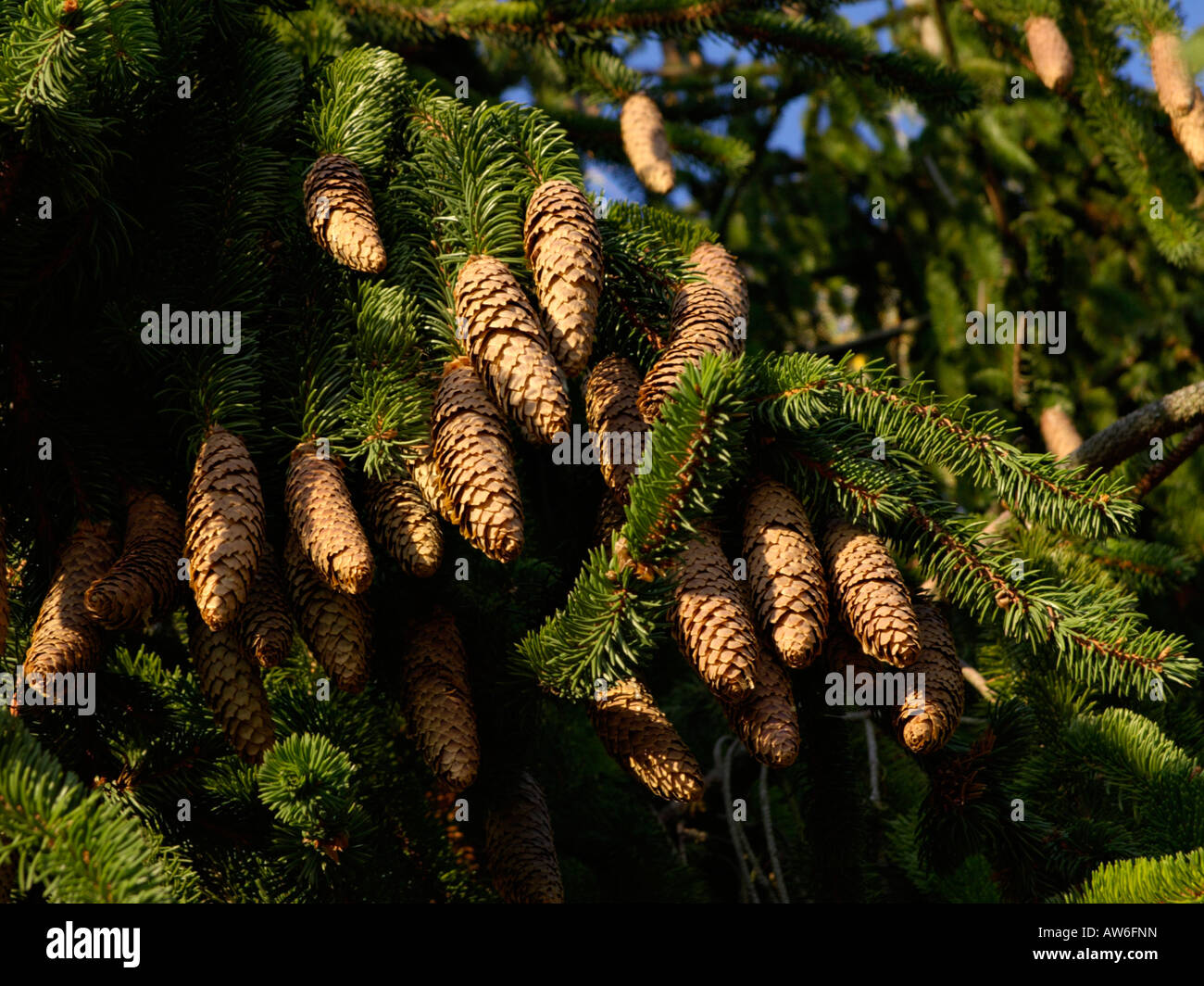 Common spruce (Picea abies 'Viminalis') Stock Photo