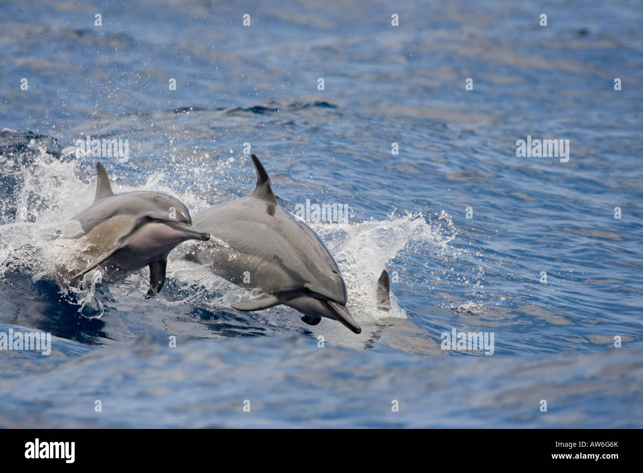 Spinner dolphin, Stenella longirostris, leap into the air, Hawaii Stock