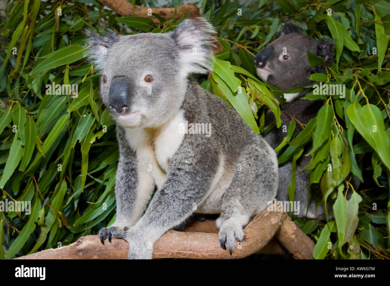 Two Koala Bears Phascolarctos Cinereus In An Eucalyptus Tree 