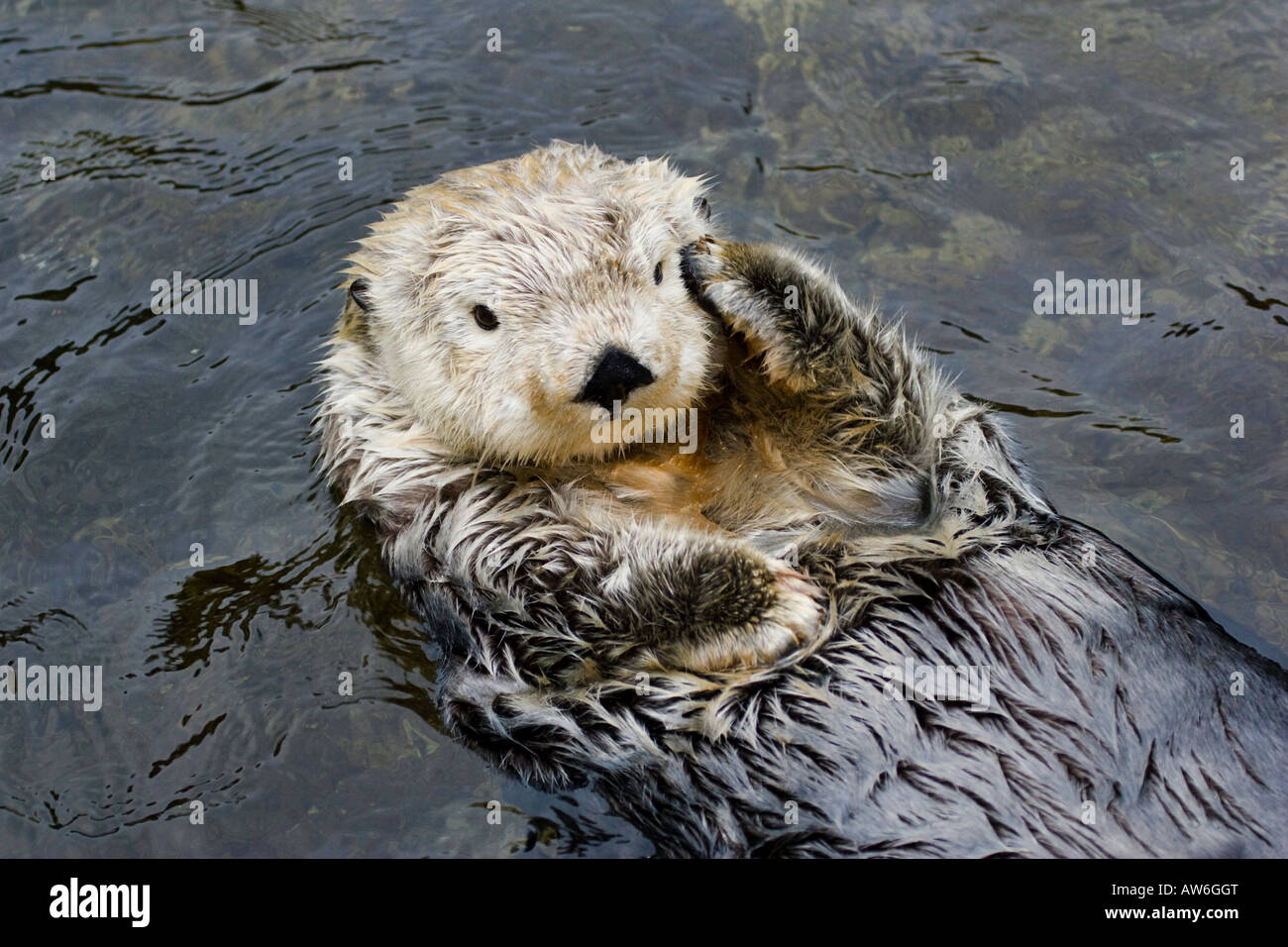California sea otter, Enhydra lutris, Monterey, California, USA. Stock Photo