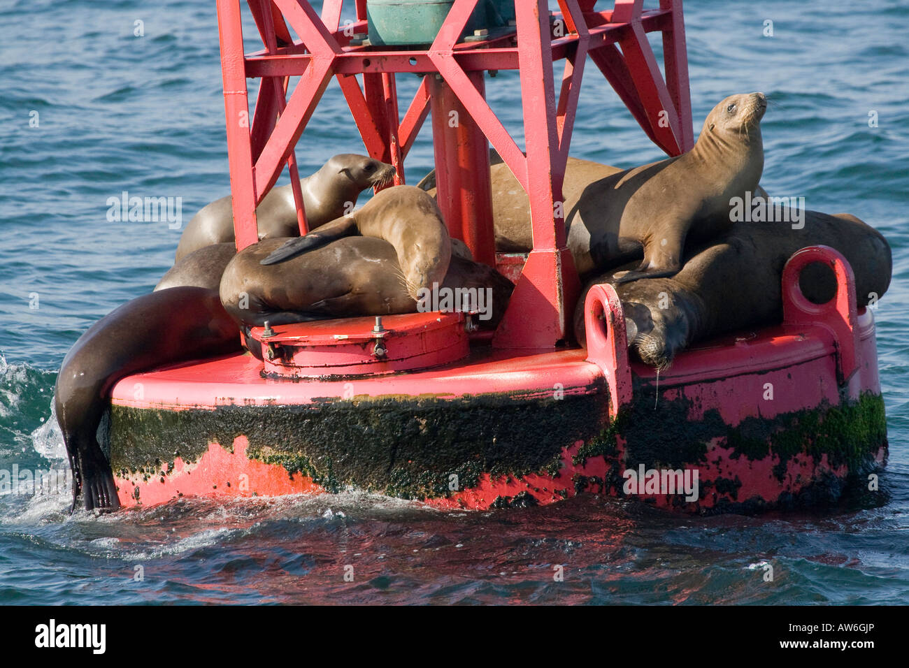 California sea lions, Zalophus californianus, are highly gregarious and easily trained. Long Beach, California, USA. Stock Photo