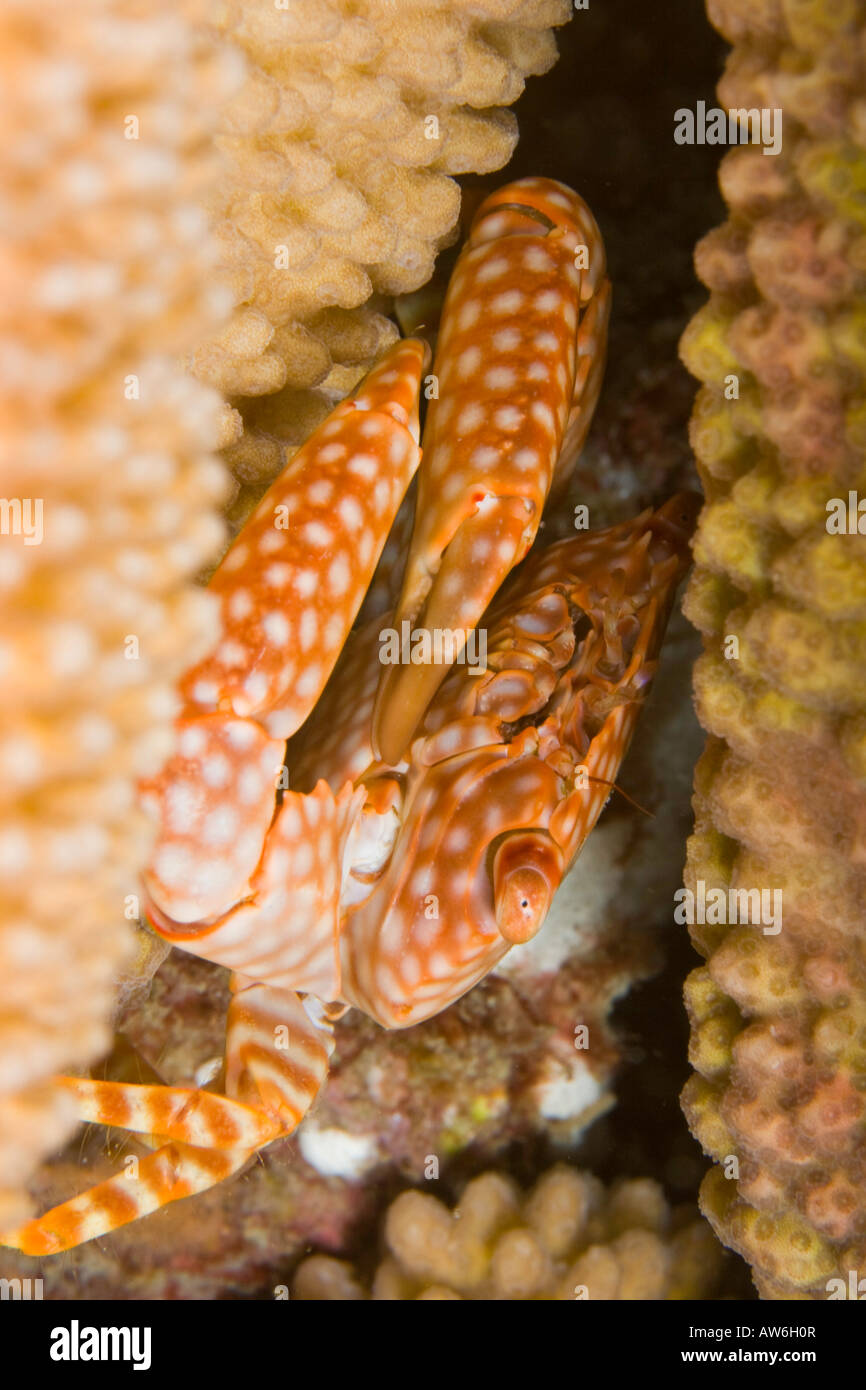 Yellow spotted guard crab, Trapezia flavopunctata, in antler coral, Pocillopora eydouxi, Hawaii. Stock Photo
