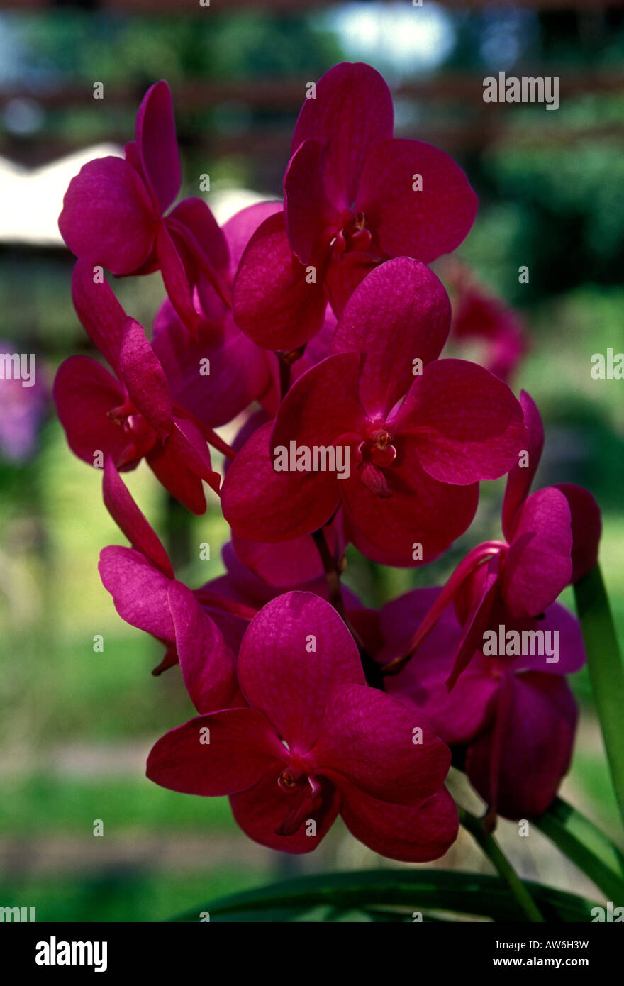 orchid, orchids, orchid flower, orchid flowers, orchid farm, Chiang Mai