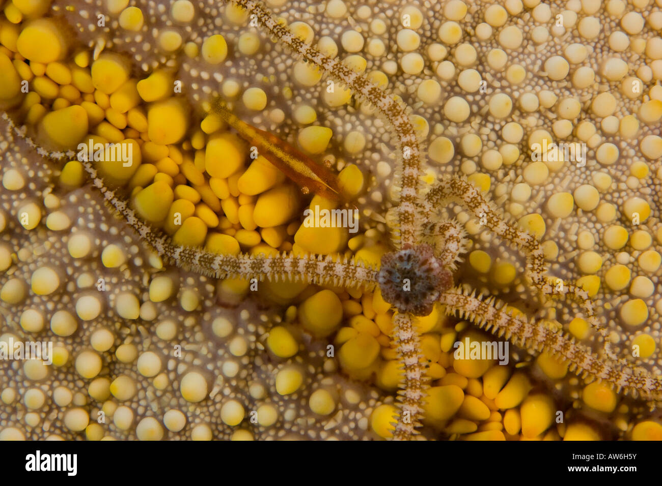 A reticulated brittle star and commensal shrimp on the convoluted surface of a cushion starfish