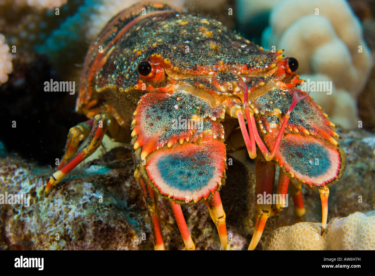 9S Seafood Fresh Crayfish / Slipper Lobster 虾婆 | Lazada Singapore
